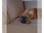 Boxer PUPPY FOR SALE ADN-768166 - Adorable Boxer Puppy