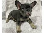 French Bulldog PUPPY FOR SALE ADN-768133 - French Bulldogs