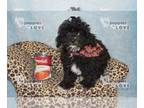 Poodle (Toy) PUPPY FOR SALE ADN-768127 - AKC FULL REGISTRATION IVEN