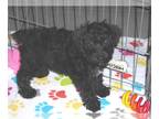 Schnoodle (Miniature) PUPPY FOR SALE ADN-768120 - Schnoodle Puppy