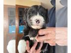 Golden Retriever-Old English Sheepdog Mix PUPPY FOR SALE ADN-768119 - Family