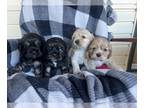 Cocker Spaniel PUPPY FOR SALE ADN-768098 - Registered Cocker Spaniel puppies