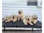 English Cream Golden Retriever PUPPY FOR SALE ADN-768097 - english cream golden