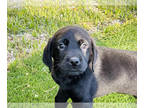 Labrador Retriever PUPPY FOR SALE ADN-768068 - pure breed labrador puppies for