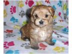 Morkie PUPPY FOR SALE ADN-768220 - Morkie Puppy