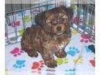 Yorkshire Terrier PUPPY FOR SALE ADN-768213 - Yorkshire Terrier Puppy