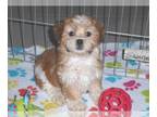 ShihPoo PUPPY FOR SALE ADN-768210 - Shihpoo Puppy