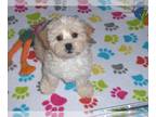 ShihPoo PUPPY FOR SALE ADN-768208 - Shihpoo Puppy