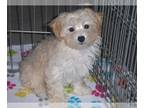 Havanese-Poodle (Toy) Mix PUPPY FOR SALE ADN-768192 - Havapoo Puppy
