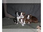 Boston Terrier PUPPY FOR SALE ADN-768164 - Litter of 5