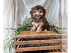 Maltipoo PUPPY FOR SALE ADN-768153 - Maltipoo Puppy