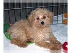 Poodle (Toy) PUPPY FOR SALE ADN-768150 - Toy Poodle Puppy