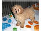 Poodle (Toy) PUPPY FOR SALE ADN-768148 - Toy Poodle Puppy