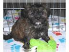 Shorkie Tzu PUPPY FOR SALE ADN-768145 - Shorkie Puppy