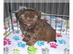 Shorkie Tzu PUPPY FOR SALE ADN-768134 - Shorkie Puppy