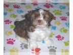 Shorkie Tzu PUPPY FOR SALE ADN-768132 - Shorkie Puppy