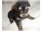 Poodle (Toy)-Yorkshire Terrier Mix PUPPY FOR SALE ADN-768096 - YORKIEPOOS