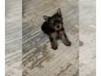 Yorkshire Terrier PUPPY FOR SALE ADN-768089 - Yorkshire Terrier Puppy