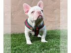 French Bulldog PUPPY FOR SALE ADN-768286 - Platinum new shade Isabella tan Merle