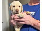 Labrador Retriever PUPPY FOR SALE ADN-768282 - Yellow M B4