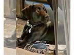 Labrador Retriever PUPPY FOR SALE ADN-768270 - Akc lab