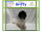 Havanese PUPPY FOR SALE ADN-768202 - Say Hello to Griffy