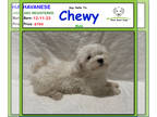 Havanese PUPPY FOR SALE ADN-768201 - Say Hello to Chewy