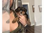 Yorkshire Terrier PUPPY FOR SALE ADN-768191 - Female AKC Yorkie puppy