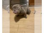 American Bully PUPPY FOR SALE ADN-768178 - Home dog