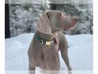 Weimaraner PUPPY FOR SALE ADN-768177 - 6 old AKC Registered male Gorgeous Need
