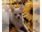 Chihuahua PUPPY FOR SALE ADN-768163 - Sparky Barkley cute young pup