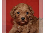 Cavalier King Charles Spaniel-Poodle (Toy) Mix PUPPY FOR SALE ADN-768142 -