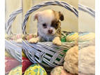 Chihuahua PUPPY FOR SALE ADN-768126 - AKC Sweetheart FEMALE chocolate with white