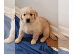 Golden Retriever PUPPY FOR SALE ADN-768109 - Golden Retriever