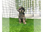 Poodle (Miniature) PUPPY FOR SALE ADN-768108 - Apollo