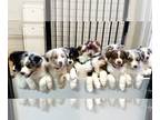 Australian Shepherd PUPPY FOR SALE ADN-768245 - Australian Shepherd Puppies for