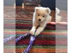 Samoyed PUPPY FOR SALE ADN-768182 - AKC Registered Samoyed puppies for sale