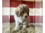 Great Pyrenees PUPPY FOR SALE ADN-768155 - Great Pyrenees