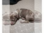 American Bully PUPPY FOR SALE ADN-768117 - American Bully puppies