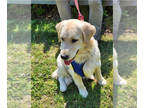 English Cream Golden Retriever PUPPY FOR SALE ADN-768116 - AKC full registration