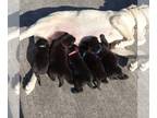 Labrador Retriever PUPPY FOR SALE ADN-768114 - Lab pups