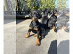 Doberman Pinscher PUPPY FOR SALE ADN-768112 - Doberman Puppy AKC