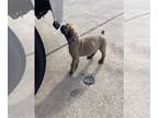 Cane Corso PUPPY FOR SALE ADN-768085 - Cane corso female puppy