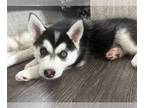 Siberian Husky PUPPY FOR SALE ADN-768027 - Girl Siberian Husky Puppy