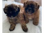 Shih-Poo PUPPY FOR SALE ADN-768025 - Shihpoo puppies