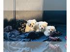 Maltipoo PUPPY FOR SALE ADN-768013 - Maltipoo puppies