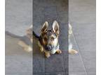 German Shepherd Dog DOG FOR ADOPTION ADN-768029 - Colt