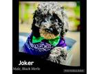 Joker. *Price Reduced*