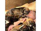 Boerboel Puppy for sale in Kendall, NY, USA