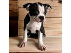 Boston Terrier Puppy for sale in Ewing, KY, USA